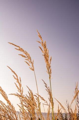 Gras bei mir Zuhause - (c) R Pattke.jpg